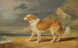 Karkeapäällysteinen collie 作： James Ward