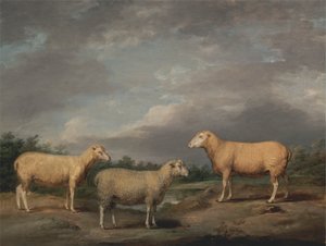 Ryelands Sheep、King