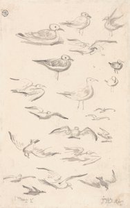 Estudos de Gaivotas 作： James Ward
