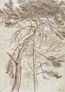 木の研究（ペンとインクと紙に鉛筆） 作： James Ward