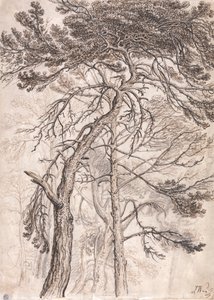木の研究 作： James Ward
