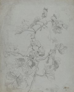 つる性植物（かぼちゃ科）の研究 作： James Ward