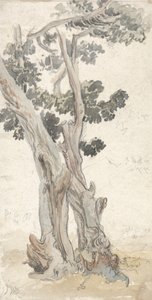 木の研究 作： James Ward
