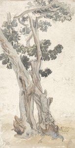 木の研究 作： ジェームズワード