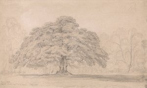 1820年8月12日、バゴッツ・パーク、乞食の樫（スタフォードシャーのバゴット卿のブリスフィールド・ホール邸にある有名な古木） 作： ジェームズワード