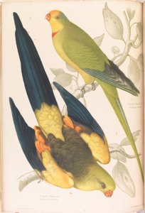 ウグイス色のインコとミドリイシ色のインコ 作： James Whitley Sayer