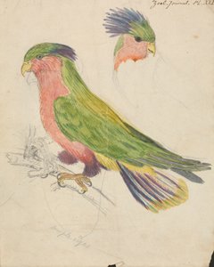 オウム 作： James de Carle Sowerby