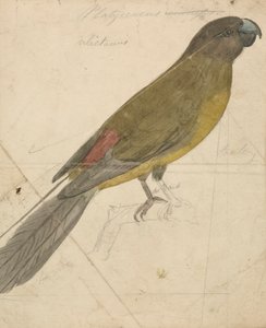 オウム 作： James de Carle Sowerby
