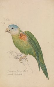 オウム 作： James de Carle Sowerby