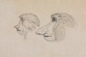 2 つのテングザルの頭 作： James de Carle Sowerby