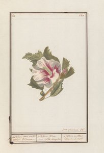 ハイビスカス（Hibiscus syriacus） 白い単一の花を持つアルテア。 / althea flore - シンプルに白。 / althea シンプルな白い花 (オブジェクトのタイトル)