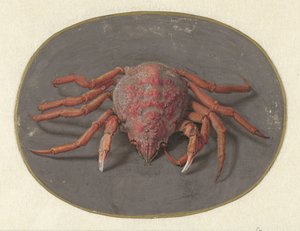 カニ 動物（シリーズタイトル） 作： Jan Augustin van der Goes