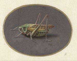 バッタ 動物（シリーズタイトル） 作： Jan Augustin van der Goes