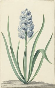 青いヒヤシンス Franciscus Primus