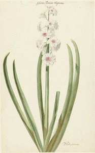 花の最高の栄光はバラから輝きます 作： Jan Augustini
