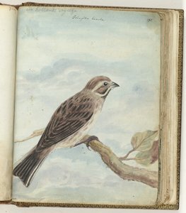 オランダの鳥