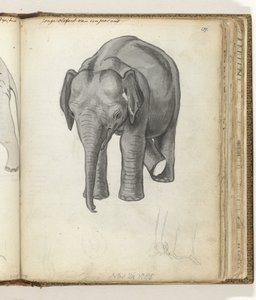 若いゾウ 作： Jan Brandes
