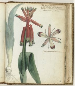 岬の花 作： Jan Brandes