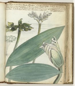 岬の花 作： Jan Brandes