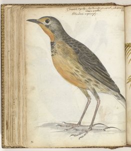 岬の鳥 作： Jan Brandes