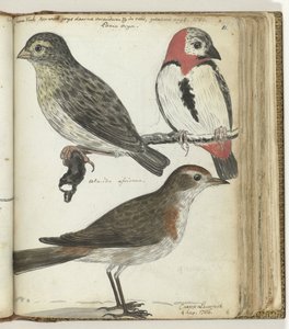 岬の鳥 作： Jan Brandes