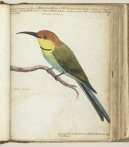 枝の小鳥 作： Jan Brandes