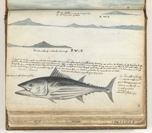 カナリア諸島の沿岸プロファイル。 魚。 作： Jan Brandes