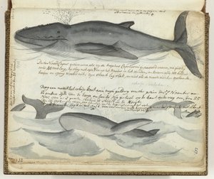 北大西洋セミクジラ 作： Jan Brandes