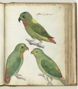 東インドのインコ 作： Jan Brandes
