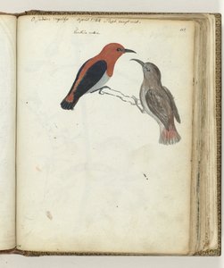 東インドの鳥 作： Jan Brandes