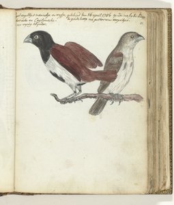 米の鳥 作： Jan Brandes