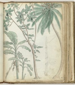 熱帯の木 作： Jan Brandes