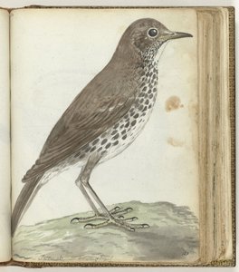 スウェーデンの鳥 作： Jan Brandes