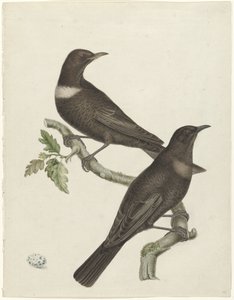 卵を持つ 2 つのツグミ (Purdus torquatus) 作： Jan Christiaan Sepp (possibly)