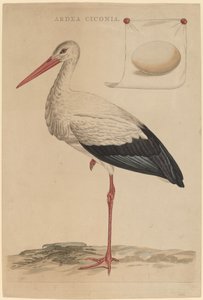 コウノトリ 作： Jan Christiaan Sepp