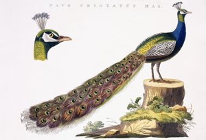 クジャク、1809-1829年頃 作： Jan Christiaen Sepp