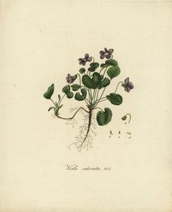 スイートバイオレット（イングリッシュバイオレット）、Viola odorata 作： Jan Christiaen Sepp