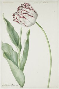 チューリップ グラン ロワ ド フランス 作： Jan Laurensz. van der Vinne