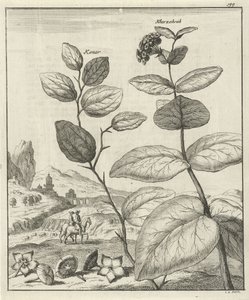 2 つのペルシャ植物の画像 作： Jan Luyken