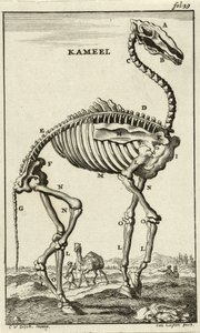 ラクダの骨格c。 1680年代 作： Jan Luyken