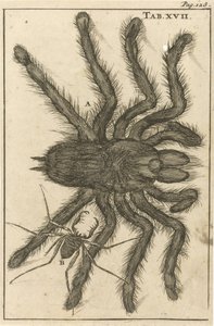 スパイダー XVIII 作： Jan Luyken