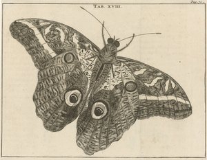 スリナムオオチョウ XVIII 作： Jan Luyken