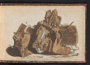 船虫の影響を受けたポールワークの部分、1731 Paalwerk aan de Zee-Dyken からの 3 枚の樫の木、ワーメンによって突き刺された生の後に描かれています (オブジェクトのタイトル) 作： Jan Ruyter