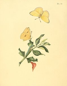 Phoebis Senna（syn。ButterflyHypericum） 作： Jan Sepp