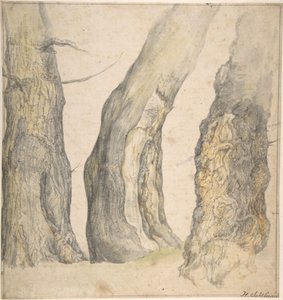 節くれだった 3 本の古い木の習作、1660 年。