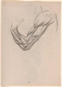 右腕の筋肉の解剖学的研究 作： Jan Veth