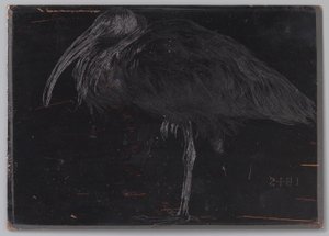 Ibis (オブジェクトの元のタイトル) 作： Jan Veth