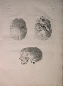 アルバム2 Pl。 3、頭蓋骨、J.undHから出版された「Bernhard Siegfried Albinus（1697-1770）による「人間の骨のテーブル」から。 Verbeek、bibliop。 1753年、ライデン、1753年 作： Jan Wandelaar