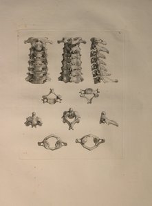 アルバム2 Pl。 10：「人間の骨のテーブル」からの頸椎、ベルンハルト・ジークフリート・アルビナス（1697-1770）、J.undH発行。 Verbeek、bibliop。 1753、ライデン、1729-1753 作： Jan Wandelaar