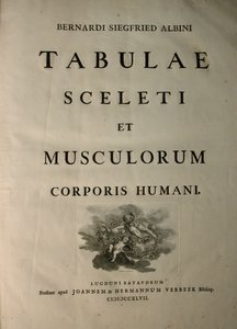J.undHから出版されたBernhard Siegfried Albinus（1697-1770）による、人体の骨格と筋肉の表からのアルバム1、タイトルページ。 Verbeek、bibliop。、ライデン、1747 作： Jan Wandelaar